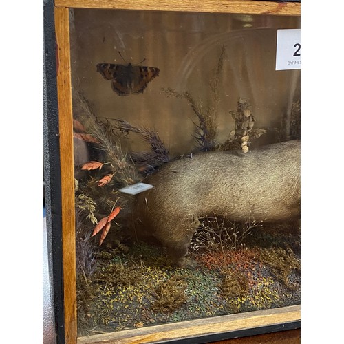 203 - Victorian taxidermy weasel, cased, 27cm