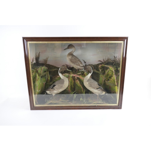 785 - Late Victorian or Edwardian taxidermy diorama featuring three pintail ducks, width 92cm, height 69cm