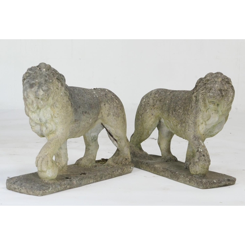 964 - Pair of weathered reconstituted stone 'Chatsworth' lions, length 70cm, height 66cm