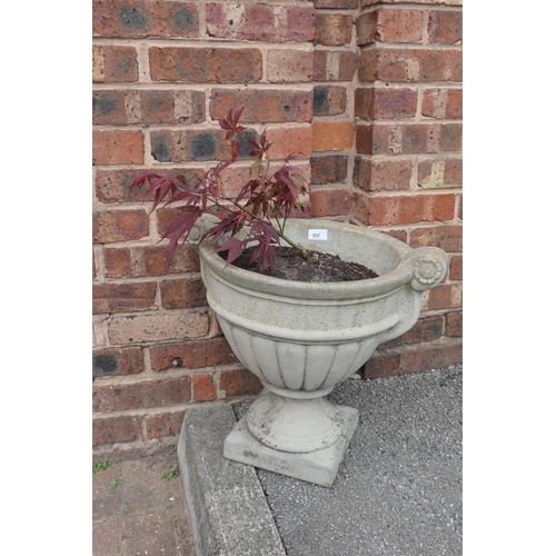 537 - Acer potted in a reconstituted stone urn