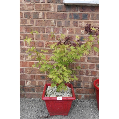 538 - Potted Acer