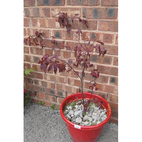 539 - Potted Acer