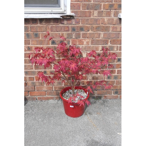 540 - Potted Acer