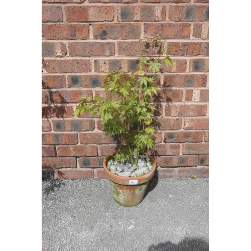 541 - Potted Acer