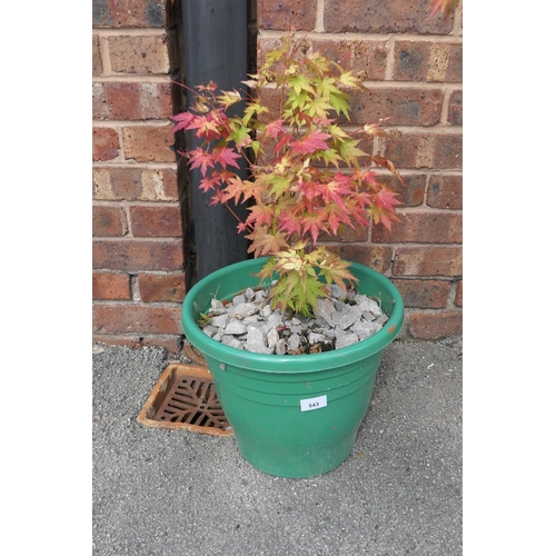 543 - Potted Acer