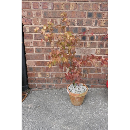 544 - Potted Acer