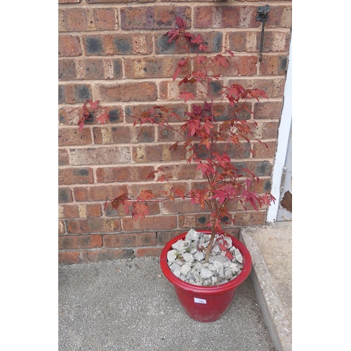 545 - Potted Acer