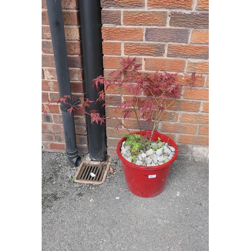 546 - Potted Acer