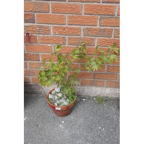 547 - Potted Acer