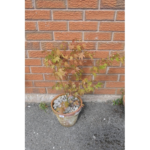 548 - Potted Acer