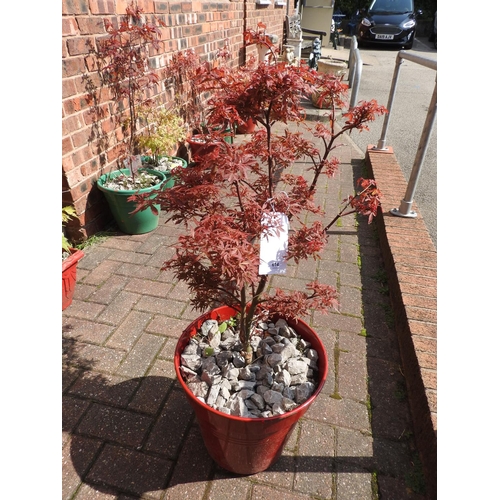 614 - A single potted acer