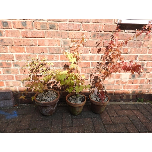 615 - Three potted acers