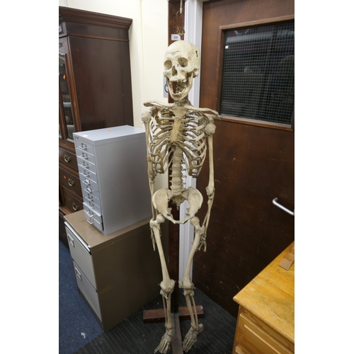 528 - Adam Rouilly & Co. (18 Fitzroy Street, London), human skeleton, on a folding wooden stand