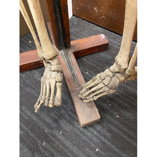 528 - Adam Rouilly & Co. (18 Fitzroy Street, London), human skeleton, on a folding wooden stand