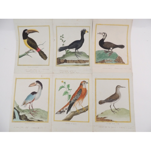 124 - After Francois-Nicolas Martinet (1731-1800), thirty seven ornithological hand coloured engravings fr... 