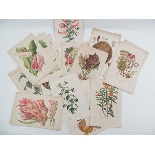 126 - Quantity of botanical studies, chromolithographic prints from various publications, 26cm x 17.5cm