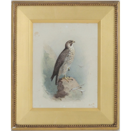 127 - Archibald Thorburn (1860-1935), Peregrine Falcon perched on a crag, watercolour, signed, 16cm x 12cm