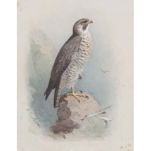 127 - Archibald Thorburn (1860-1935), Peregrine Falcon perched on a crag, watercolour, signed, 16cm x 12cm