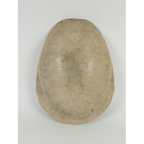 219 - Giant South American river turtle carapace (Podocnemis Expansa), also known as Tartaruga, late 19th ... 