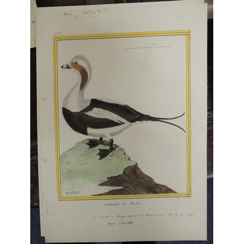 124 - After Francois-Nicolas Martinet (1731-1800), thirty seven ornithological hand coloured engravings fr... 