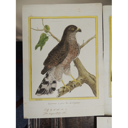 124 - After Francois-Nicolas Martinet (1731-1800), thirty seven ornithological hand coloured engravings fr... 