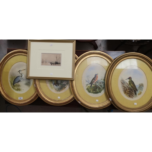 429 - After Henry Bright:  watercolours, a set of 4 studies of birds, 28cm x 23 cm, oval mounts and frames... 