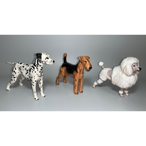 155 - A Royal Doulton Airedale Terrier HN1023, a Dalmation HN1118 and a medium French Poodle HN2631