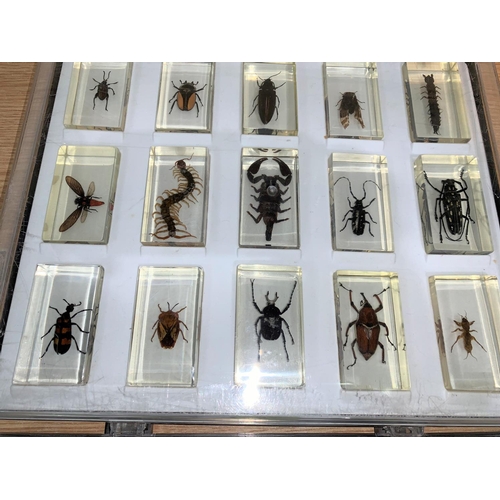 754 - A collection of insects each individually mounted in perspex box, approx 40