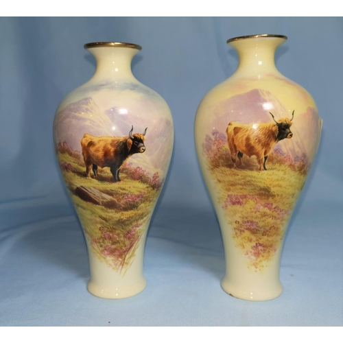 234 - A pair of Cauldon inverted baluster vase, hand painted with highland cattle with signature in the ma... 