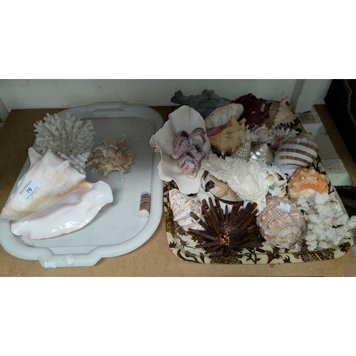 76 - A selection of decorative shells; coral; etc.