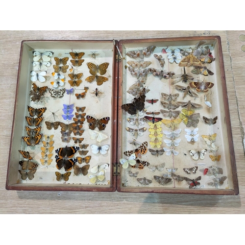 63 - A collection of butterflies & moths mounted in hinged mahogany box