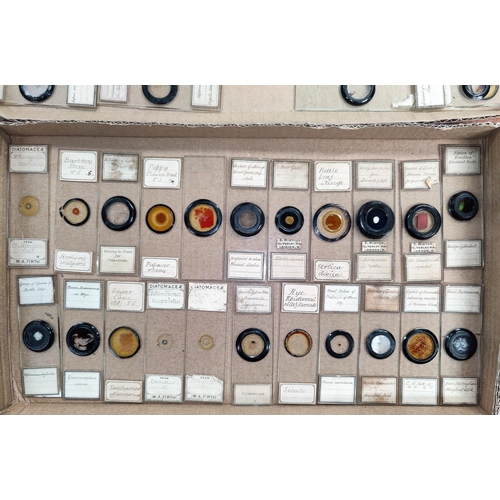 513 - A collection of late 19th/ early 20th century microscope slides, to include young oysters from Whits... 
