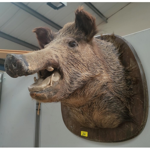 136 - A taxidermy stuffed and mounted wild boar's head, on oak plaque, 50cm, head length 48cm