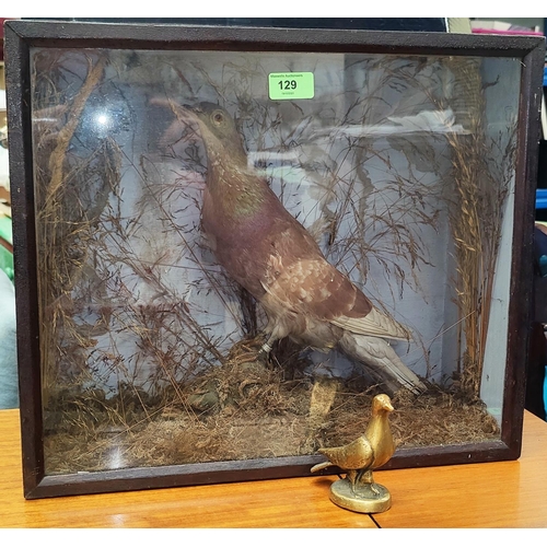 129 - An early 20th century taxidermy model of a 
racing pigeon in glazed front case 39x46cm and a small b... 