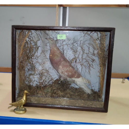 129 - An early 20th century taxidermy model of a 
racing pigeon in glazed front case 39x46cm and a small b... 