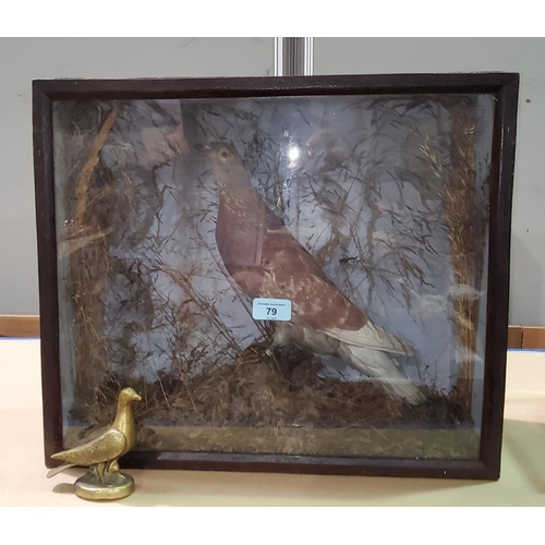79 - An early 20th century taxidermy model of a 
racing pigeon in glazed front case 39x46cm and a small b... 