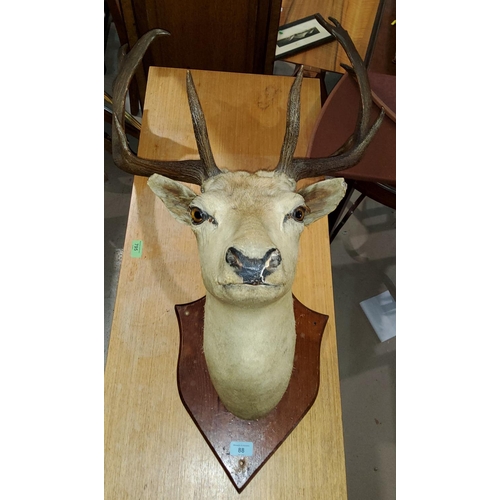 88 - An Edwardian period Reindeer Head on a wooden shield shaped wall mount, glass eyes and antlers (boug... 