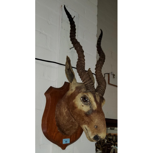 89 - An Edwardian period Black Buck Head on a shield shaped wooden wall mount, glass eyes and characteris... 