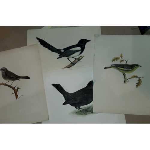 756 - Eric Malius: 12 unframed coloured pencil drawings ofvarious birds, 19x27cm