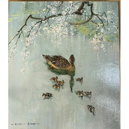 752 - Vernon Ward:  Duck and ducklings on a river with blossom above, oil on board, signed, 34 x 29 c... 