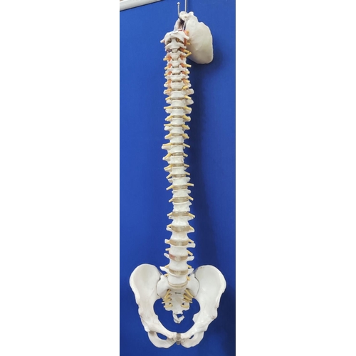 76 - A modern surgical model of a human spine and pelvis, 90cm