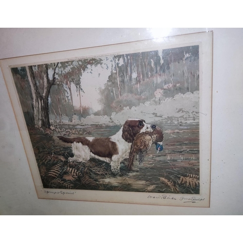 20 - A 19th century etching of a springer spaniel with pheasant; other similar prints; etc.