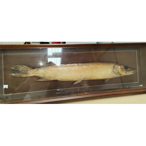 194a - Taxidermy - a fishing trophy. pike in glass cabinet