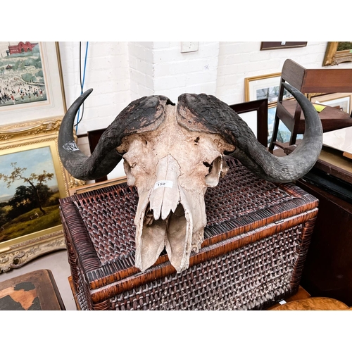 152 - A South African Cape Buffalo skull and horns, unmounted hunting trophy, tip to lip length 61cm