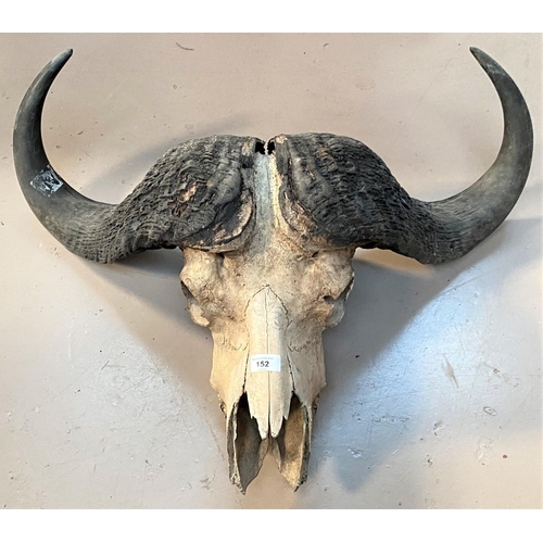 152 - A South African Cape Buffalo skull and horns, unmounted hunting trophy, tip to lip length 61cm