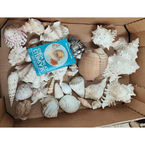 191A - A selection of large shells, conch shells etc.