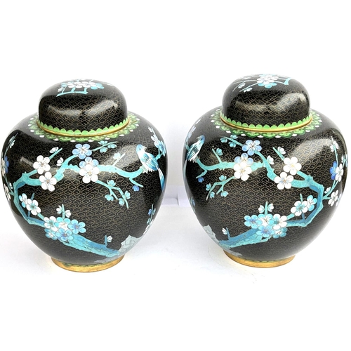 367 - A pair of Chinese black ground cloisonne ginger jars decorated with birds on branches etc, height 20... 