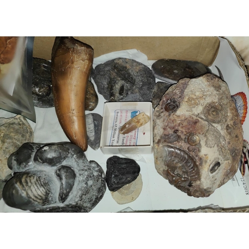 221 - A selection of fossils including shelled animals in stone, sharks teeth etc