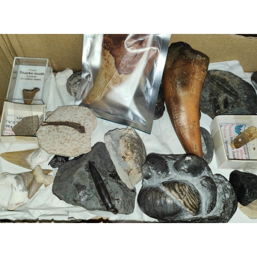 221 - A selection of fossils including shelled animals in stone, sharks teeth etc