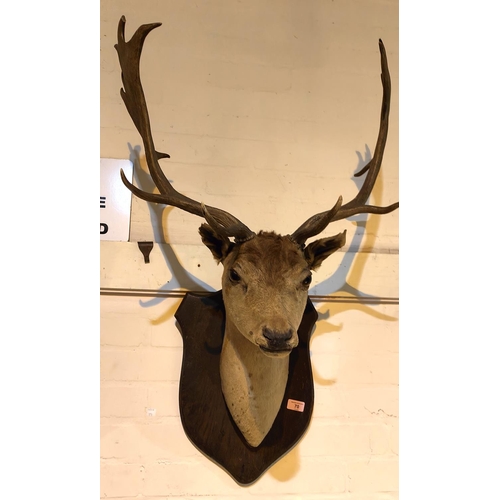 70 - A stag's head taxidermy on shield mount, overall height 92cm, width 56cm